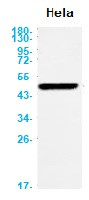 CASP1 Antibody in Western Blot (WB)