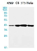 PRKACA Antibody in Western Blot (WB)