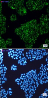CALB2 Antibody in Immunocytochemistry (ICC/IF)