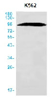 CANX Antibody in Western Blot (WB)