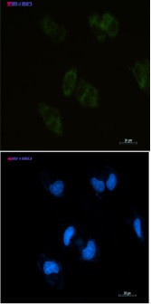 BMP4 Antibody in Immunocytochemistry (ICC/IF)
