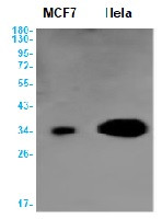 BMP2 Antibody in Western Blot (WB)