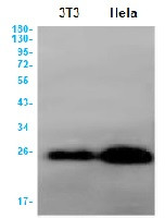 BCL2L11 Antibody in Western Blot (WB)