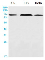 BAG3 Antibody in Western Blot (WB)