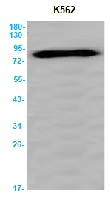 BAG3 Antibody in Western Blot (WB)