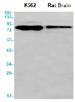 BAG3 Antibody in Western Blot (WB)