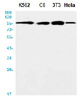 AXIN2 Antibody in Western Blot (WB)