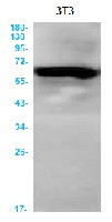 ATG16L1 Antibody in Western Blot (WB)