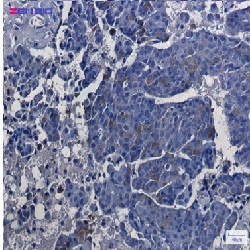 ASS1 Antibody in Immunohistochemistry (Paraffin) (IHC (P))