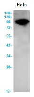 AHR Antibody in Western Blot (WB)