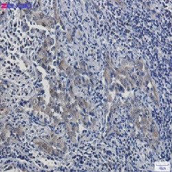 ARTN Antibody in Immunohistochemistry (Paraffin) (IHC (P))