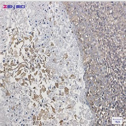 ARPC2 Antibody in Immunohistochemistry (Paraffin) (IHC (P))