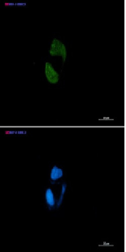 AGO2 Antibody in Immunocytochemistry (ICC/IF)