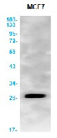 AQP5 Antibody in Western Blot (WB)
