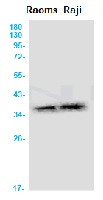 AQP2 Antibody in Western Blot (WB)