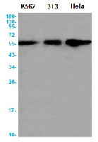 ATG12 Antibody in Western Blot (WB)