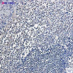 APEX1 Antibody in Immunohistochemistry (Paraffin) (IHC (P))