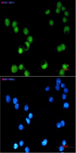 TFAP2C Antibody in Immunocytochemistry (ICC/IF)