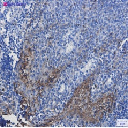 ANXA1 Antibody in Immunohistochemistry (Paraffin) (IHC (P))