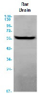 ANGPT2 Antibody in Western Blot (WB)