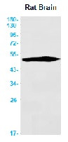 TUBA4A Antibody in Western Blot (WB)