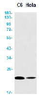 CRYAB Antibody in Western Blot (WB)