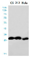 ALKBH2 Antibody in Western Blot (WB)