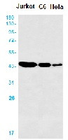 ALKBH1 Antibody in Western Blot (WB)
