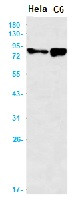 ALPL Antibody in Western Blot (WB)