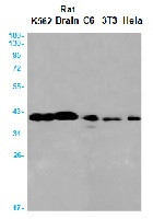 ALDOA Antibody in Western Blot (WB)
