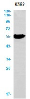 ALDH2 Antibody in Western Blot (WB)