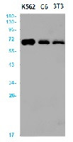 ALAS2 Antibody in Western Blot (WB)