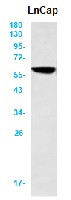 AKT3 Antibody in Western Blot (WB)