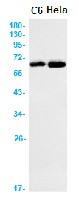 EOGT Antibody in Western Blot (WB)