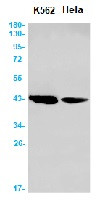 ADRM1 Antibody in Western Blot (WB)