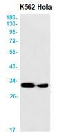 ADIPOQ Antibody in Western Blot (WB)