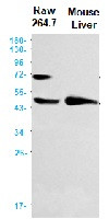 Acox1 Antibody in Western Blot (WB)