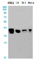 RPSA Antibody in Western Blot (WB)