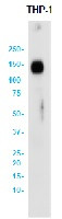 LAMP2 Antibody in Western Blot (WB)
