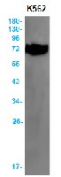 ATG7 Antibody in Western Blot (WB)