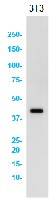 JUN Antibody in Western Blot (WB)