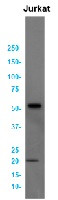 Ccnb1 Antibody in Western Blot (WB)