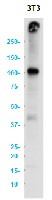 Vcam1 Antibody in Western Blot (WB)