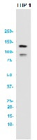 NLRP3 Antibody in Western Blot (WB)
