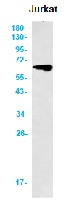 PRKAA2 Antibody in Western Blot (WB)