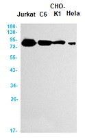 TBK1 Antibody in Western Blot (WB)