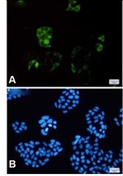 CCNB1 Antibody in Immunocytochemistry (ICC/IF)