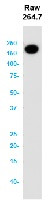 Itgam Antibody in Western Blot (WB)