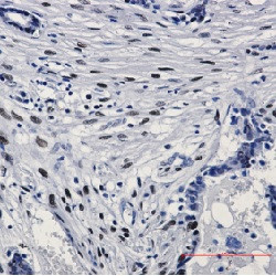 JUN Antibody in Immunohistochemistry (Paraffin) (IHC (P))