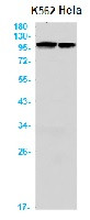 NFE2L2 Antibody in Western Blot (WB)